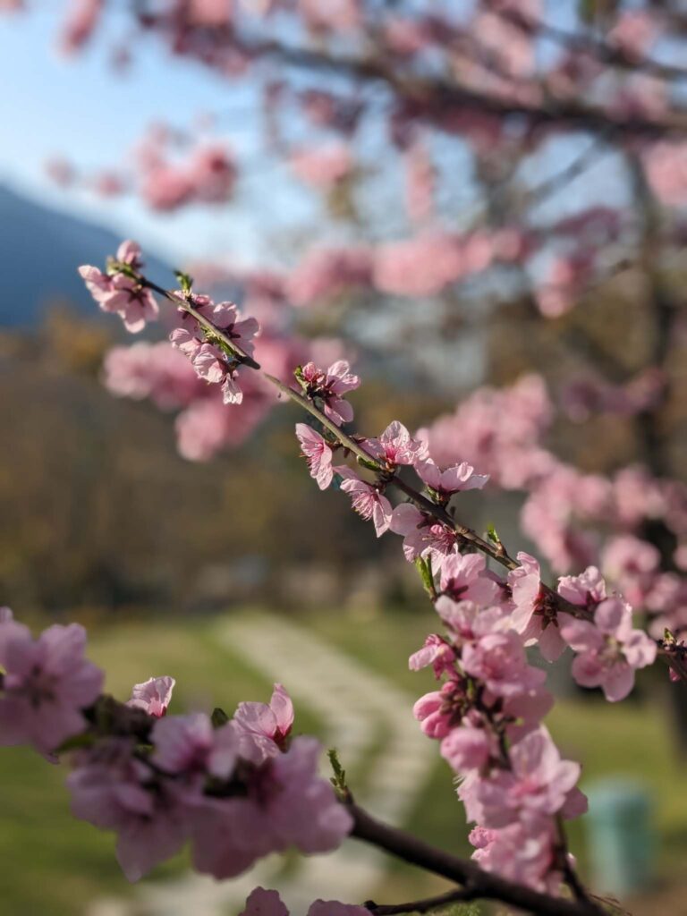 The Chinar Resort, Pahalgam