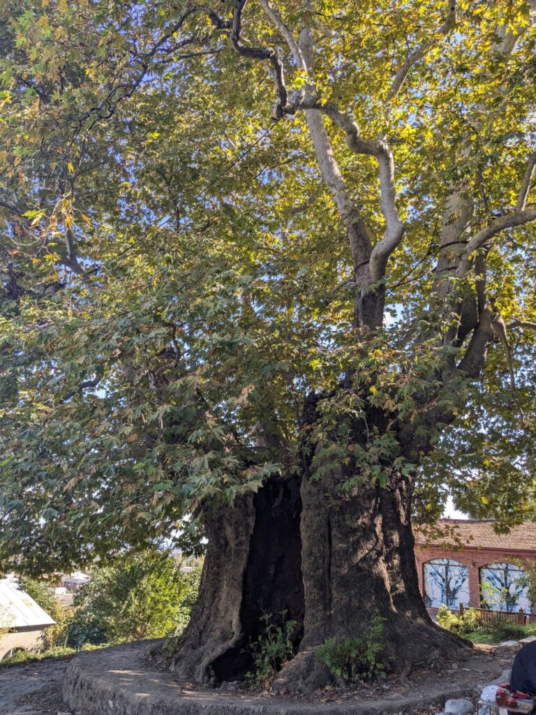 Giant Plane Tree, Telavi