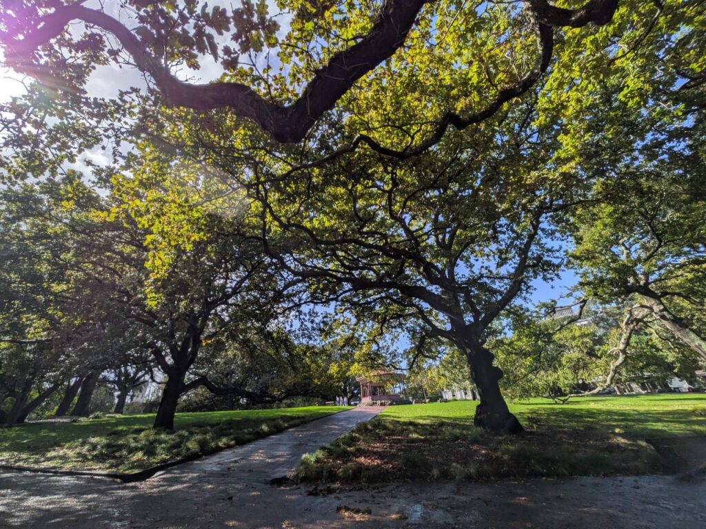 Albert Park Auckland